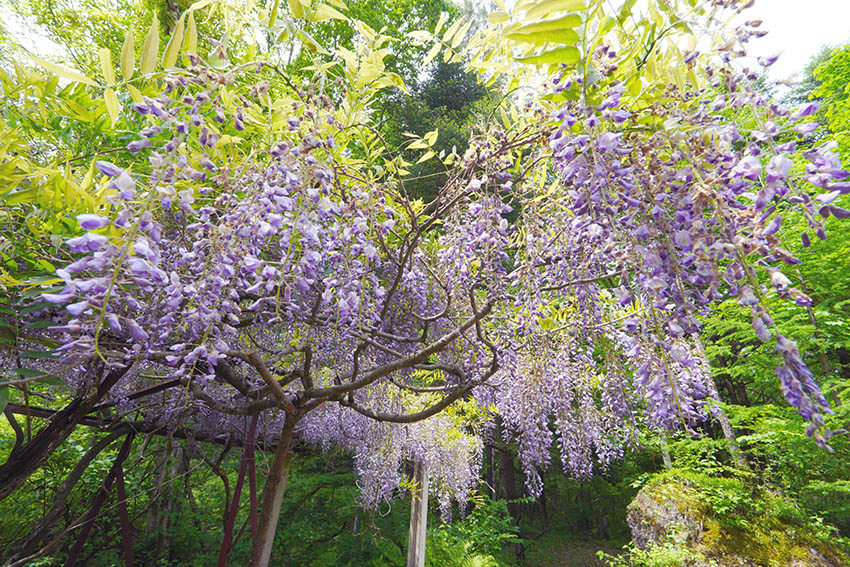 花 花 ドライフラワー、ナチュラルブーケ3束 【ポイント5倍中 11/03 09:59迄