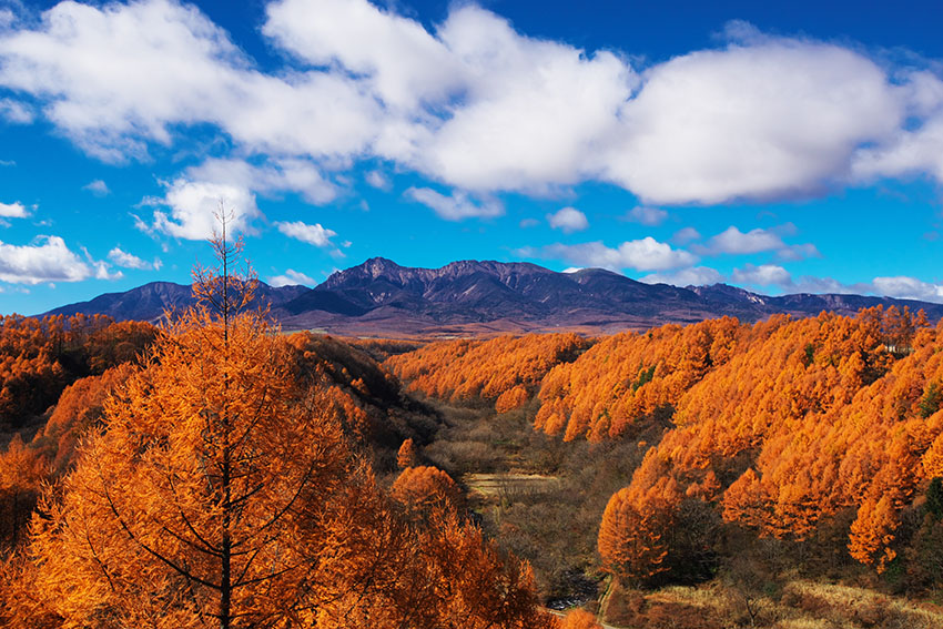 八ヶ岳　紅葉