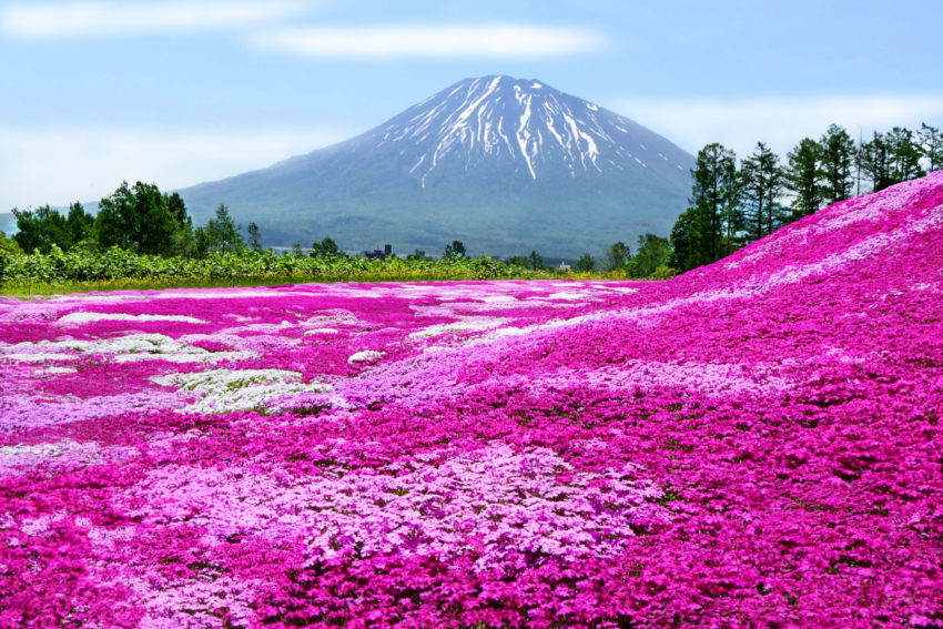 羊蹄山 芝桜