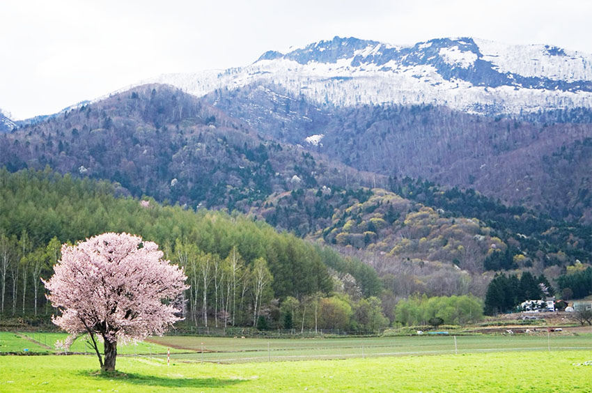 上御料の一本桜