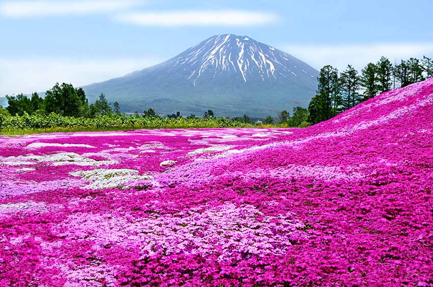 三島さんちの芝ざくら