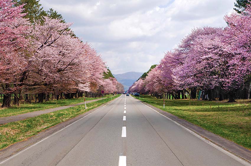 二十間道路の桜並木