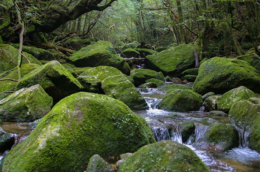 白谷雲水峡