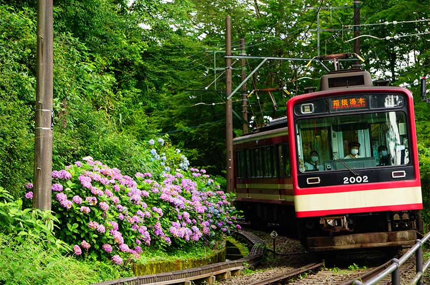 あじさい電車