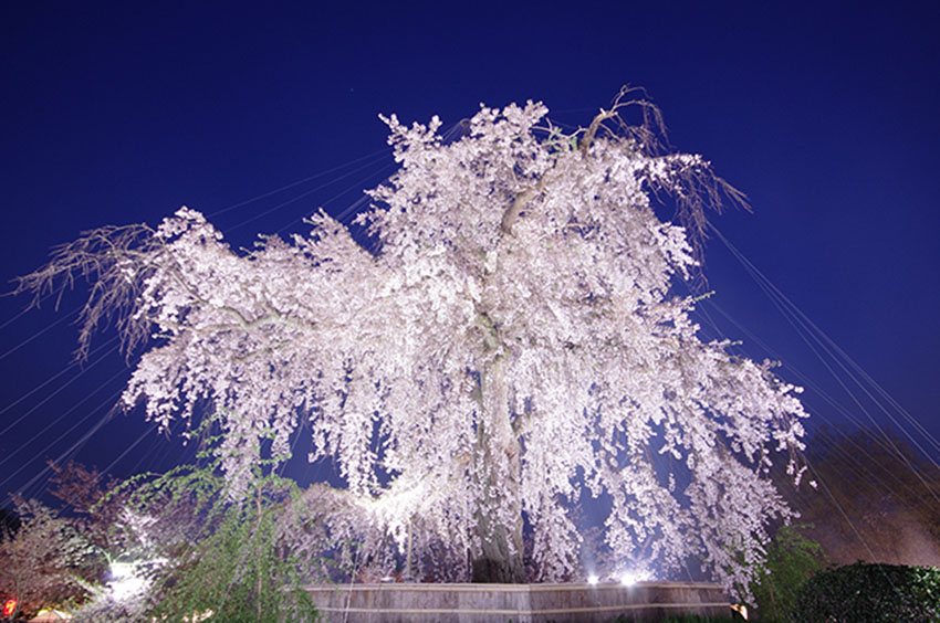 祇園の夜桜