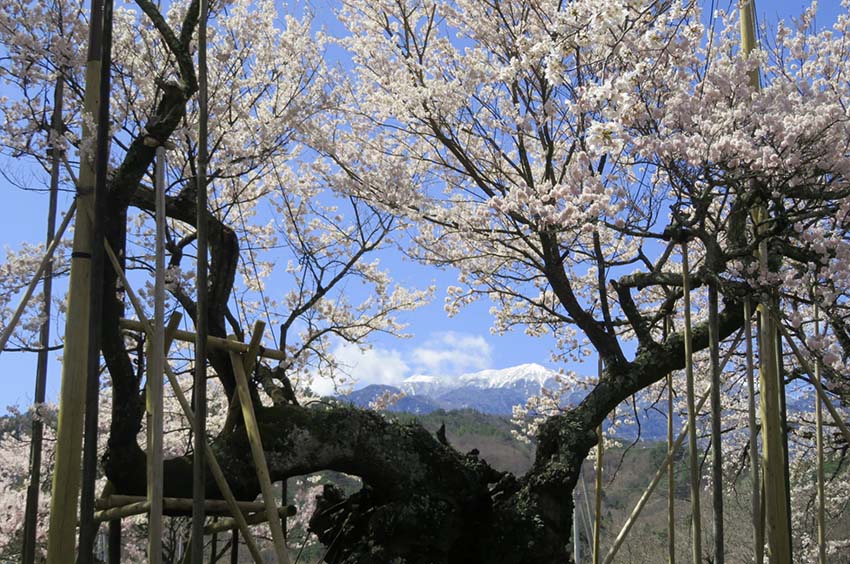 山高神代桜