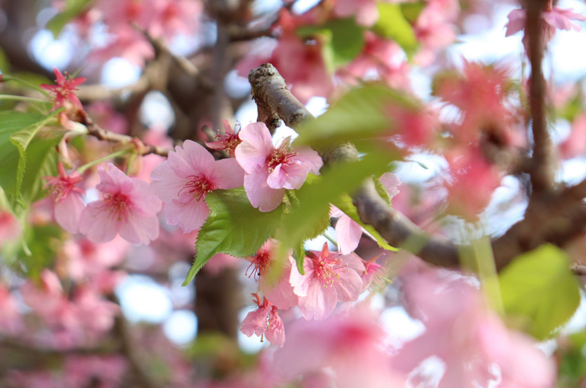 葉桜