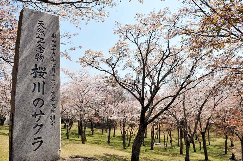 桜川の桜