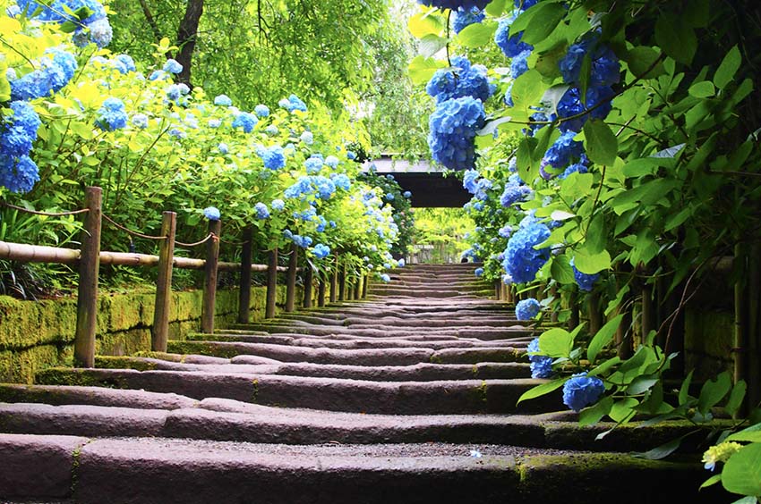 明月院