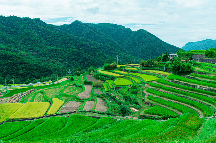 中山千枚田