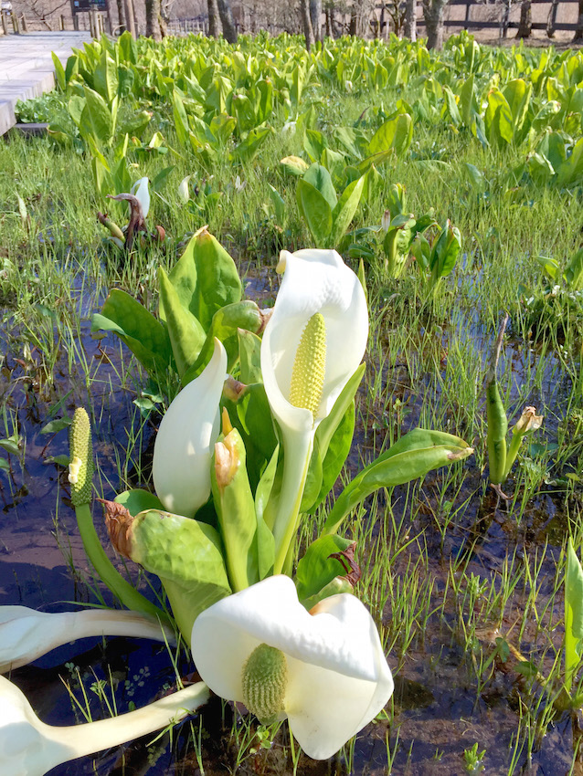 根湿生花園