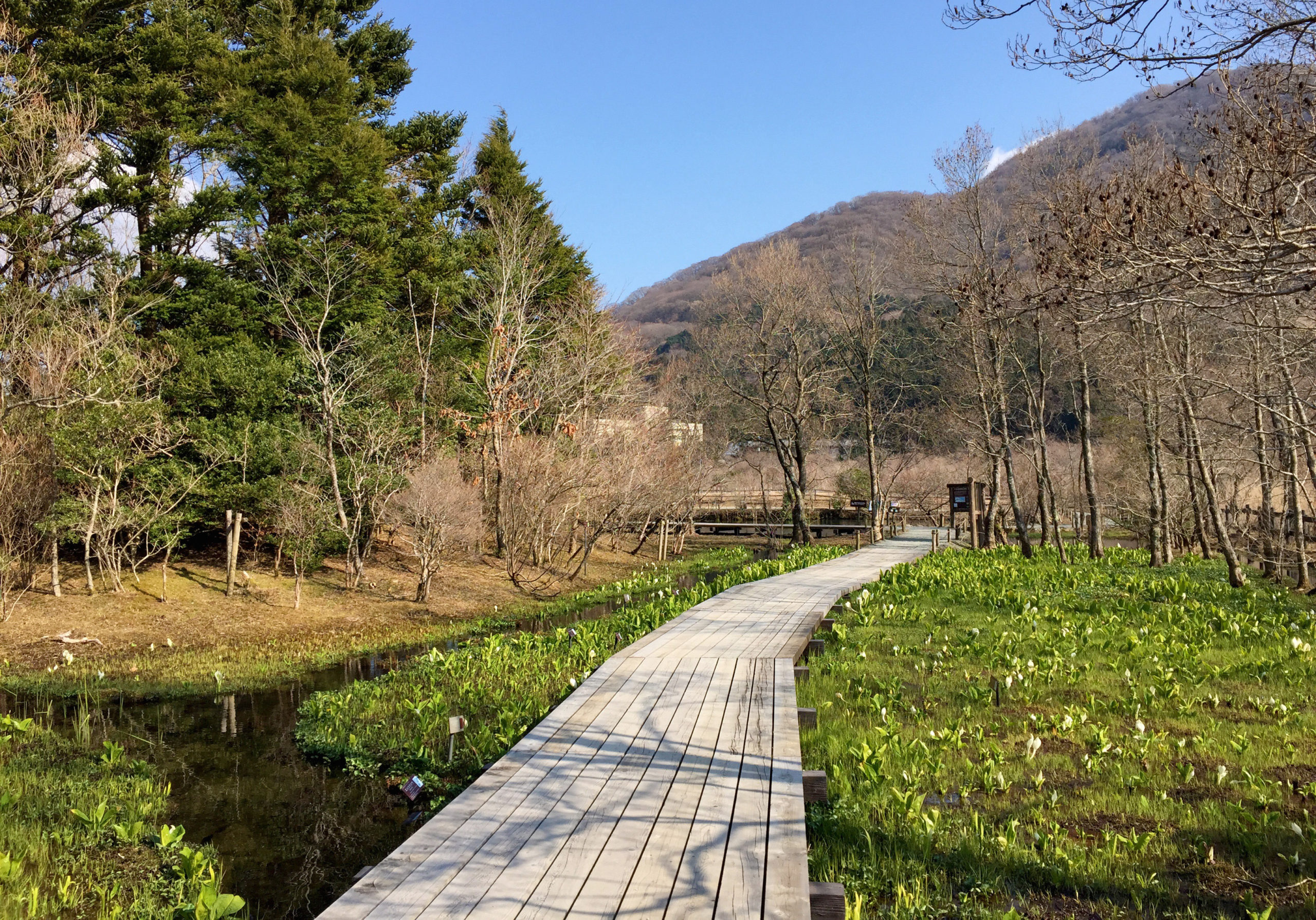 根湿生花園