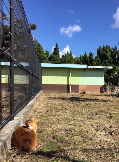 八丈島　植物公園　キョン