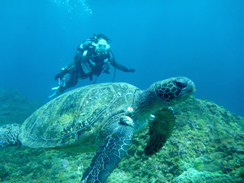 八丈島　ダイビング　ウミガメ