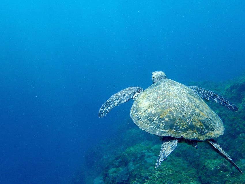 八丈島　ダイビング　ウミガメ