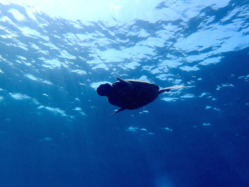 八丈島　ダイビング　ウミガメ