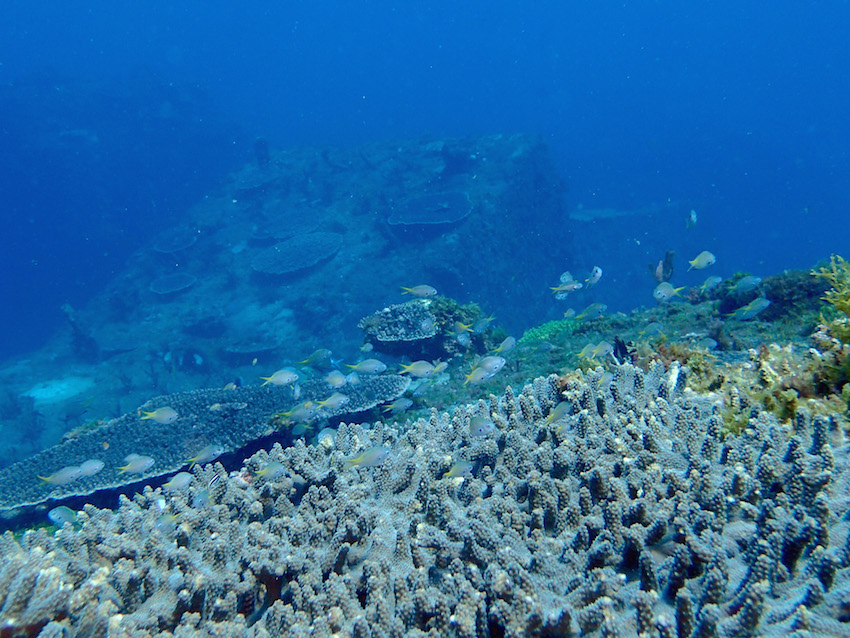 八丈島　ダイビング　サンゴ礁　キホシスズメダイ