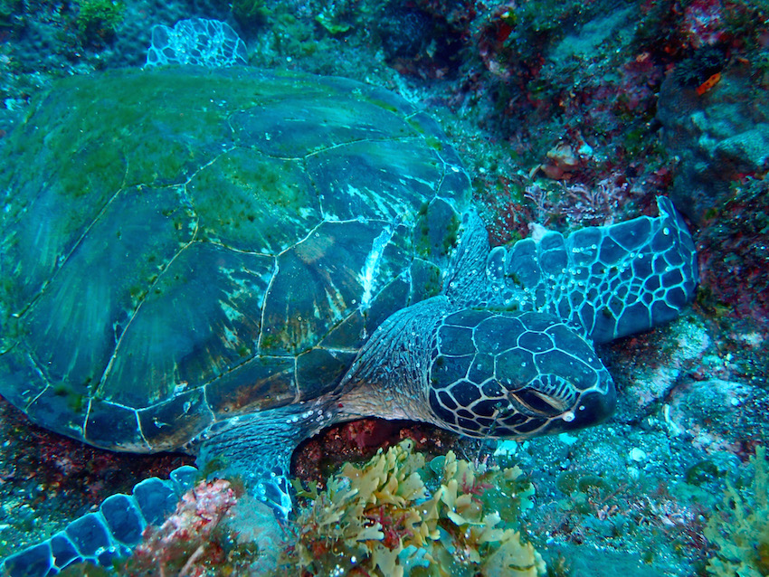 八丈島　ダイビング　ウミガメ