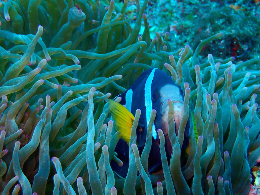 八丈島　ダイビング　クマノミ