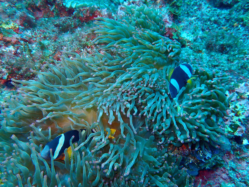 八丈島　ダイビング　クマノミ