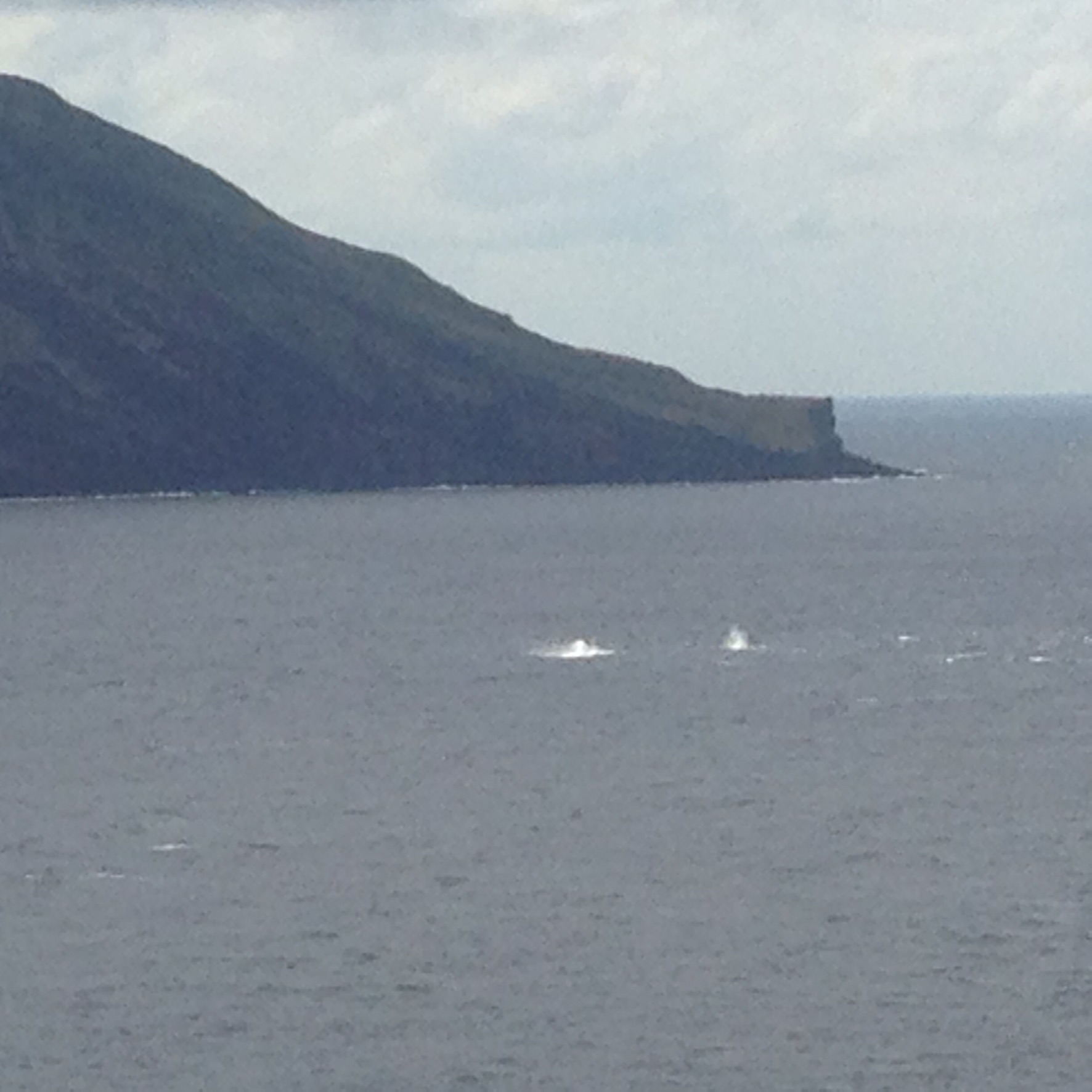 八丈島　クジラ