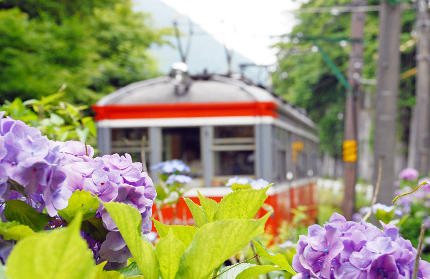 箱根　あじさい電車